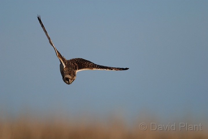 Short-eared owl - L.jpg - Short-eared owl - Gloucestershire